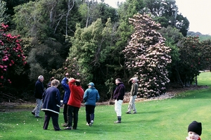 Rhodo arboreum